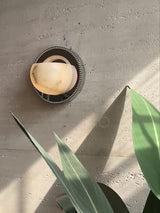 The orbit light lit on a sunlit plaster wall above a leafy plant